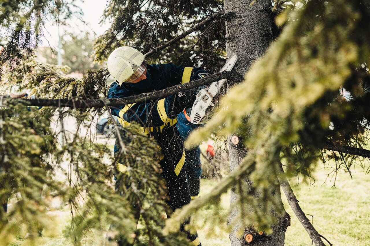 Best Tree Pruning Services  in Brooklyn Park, MN